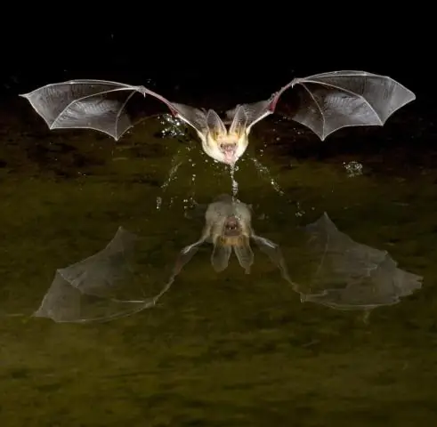 Бразильская свободнохвостая летучая мышь - самая быстрая летучая мышь в животном мире: летучие мыши не только искусные летчики, они также могут достигать рекордных скоростей