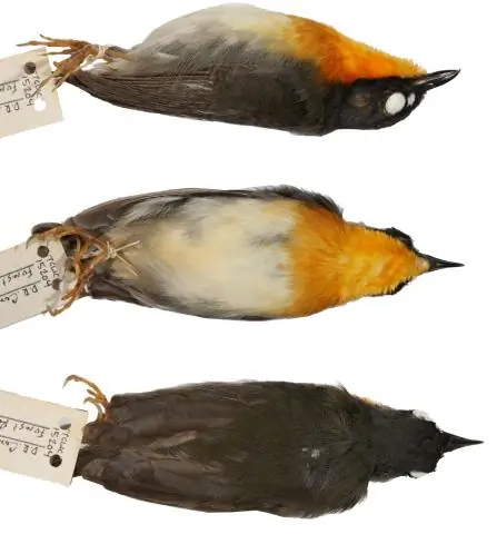 В Африке обнаружены три новых вида птиц