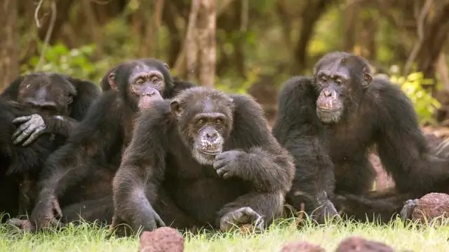 Новый вариант поведения диких шимпанзе: ловля водорослей в Бакуне, Гвинея