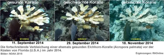 Повышение уровня углекислого газа угрожает кораллам и людям, использующим рифы: прибрежные сообщества потеряют рыбу, защита от штормов