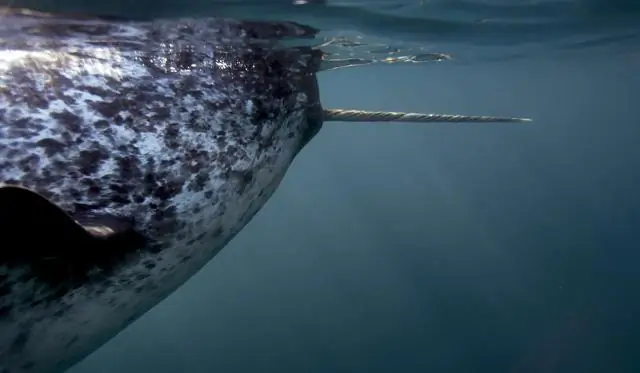 Эхолокационные лучи нарвалов могут быть самыми направленными среди всех видов