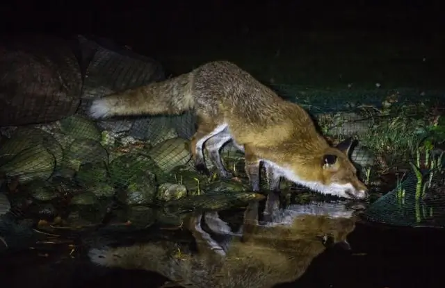 Хищники могут увеличить популяцию вирусов