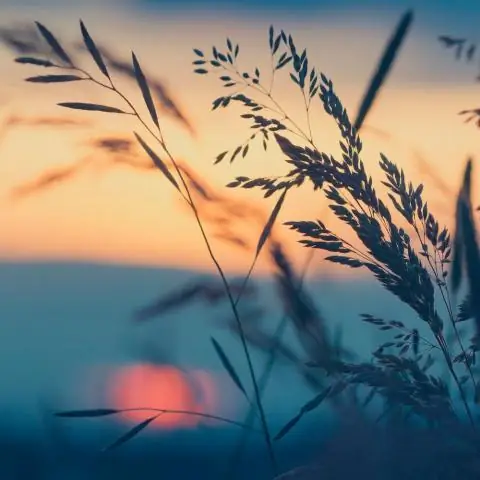 Как растения измеряют температуру: как растения используют рецептор света в качестве термодатчика