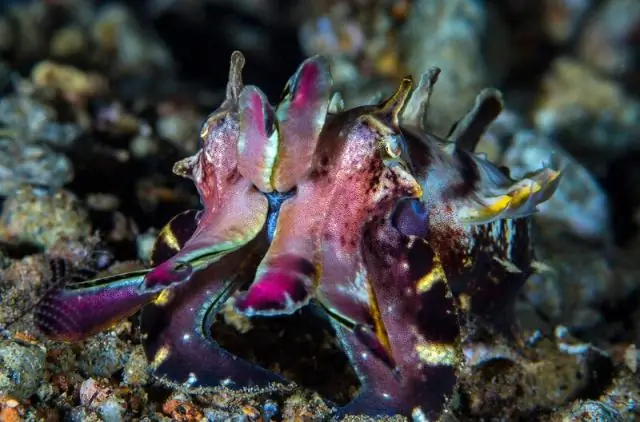 Три новых вида миниатюрных тропических саламандр уже находятся под угрозой исчезновения