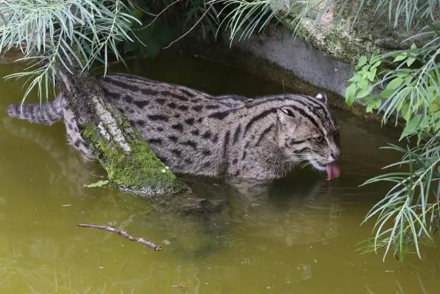 Улитки, размахивающие раковиной, нокаутируют хищников