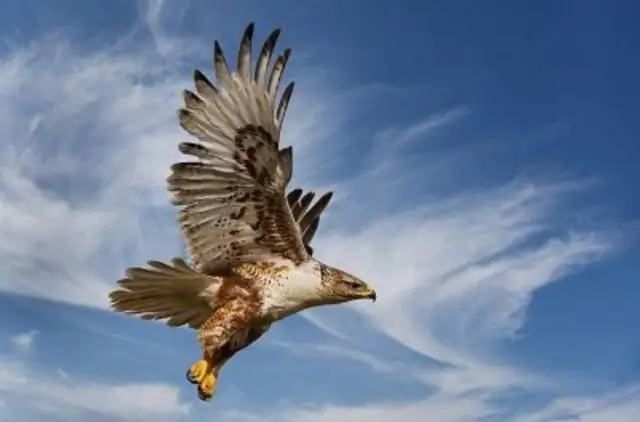 Соколиный взгляд на охоту на хищников