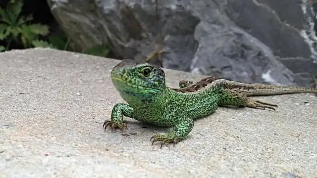 Две новые ящерицы с «героическим прошлым» обнаружены в чилийских Андах