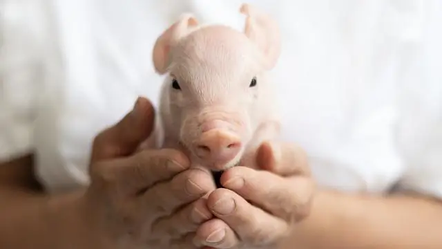 У некоторых рабочих-свиноводов развиваются лекарственно-устойчивые кожные инфекции, связанные со стафилококком, связанным с домашним скотом