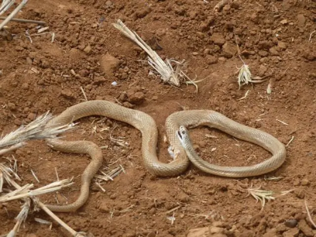 Черный рынок змей представляет опасность для людей и дикой природы