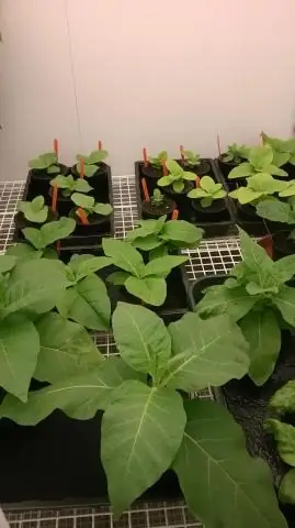 Урожайность значительно повышается благодаря модифицированным генам фотосинтеза