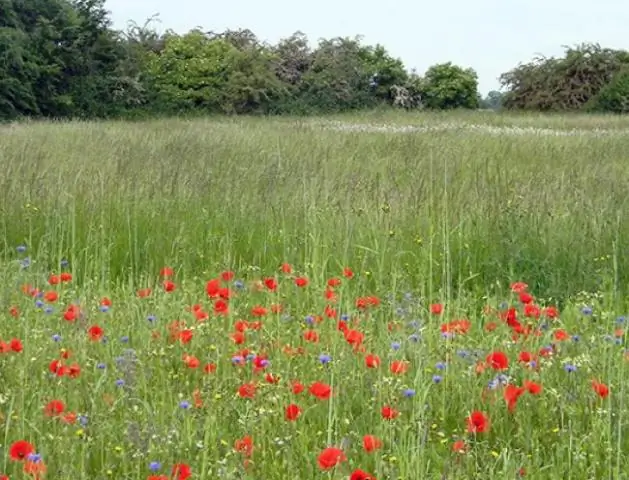 Некоторые кораллы с высоким генетическим разнообразием могут адаптироваться к изменению климата