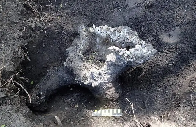 Жизнь в почве Земли может быть старше, чем считалось