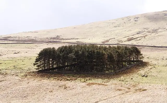 Вымирание крупных лесов может иметь последствия, которые рикошетом отразятся на удаленных экосистемах