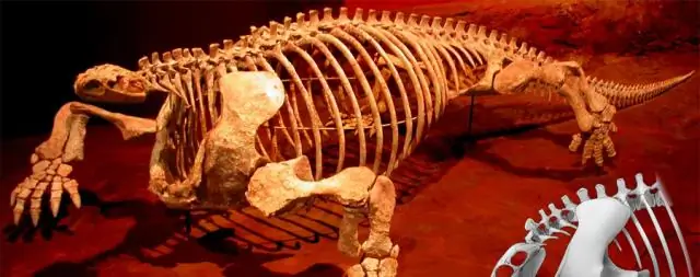 Диафрагма намного старше, чем предполагалось: ученые прослеживают происхождение дыхательной мускулатуры от ранних пеликозавров