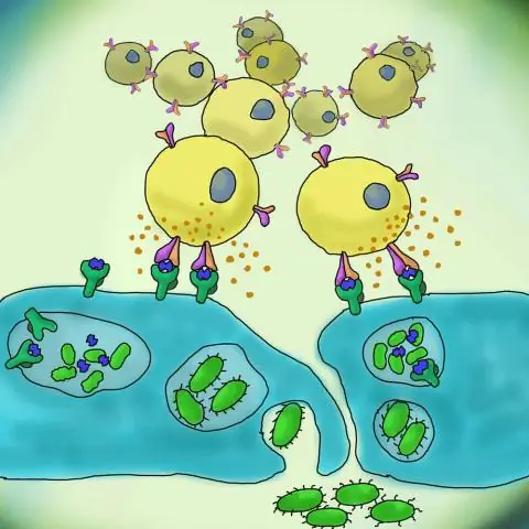 Бактерии общаются, чтобы усилить коллективный иммунный ответ на вирусные угрозы