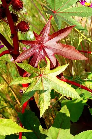 Осенние покровные культуры для выпаса скота могут улучшить здоровье почвы и защитить окружающую среду