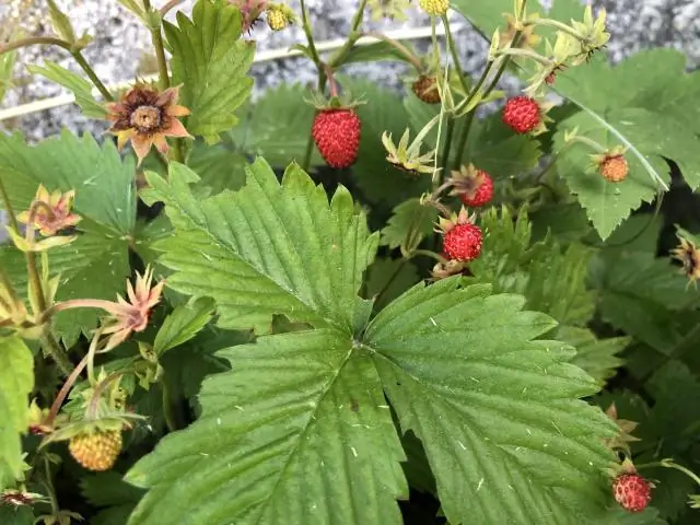 Кошачьи языки даже «удобнее», чем вы себе представляли