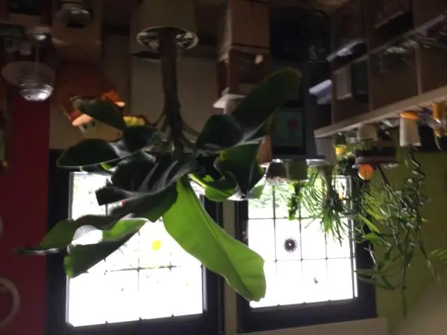 Наблюдение за тем, как растения производят кислород