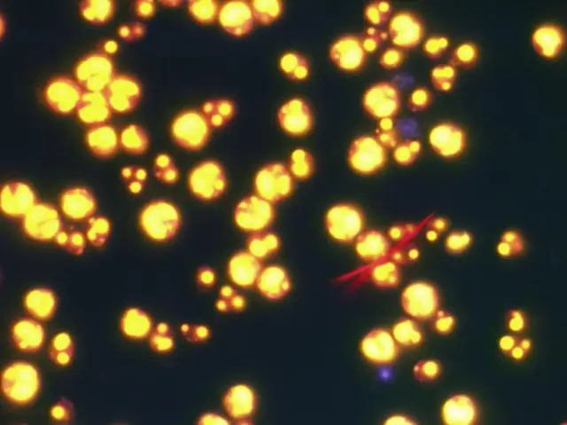 Морские микроводоросли - новый устойчивый источник пищи и топлива