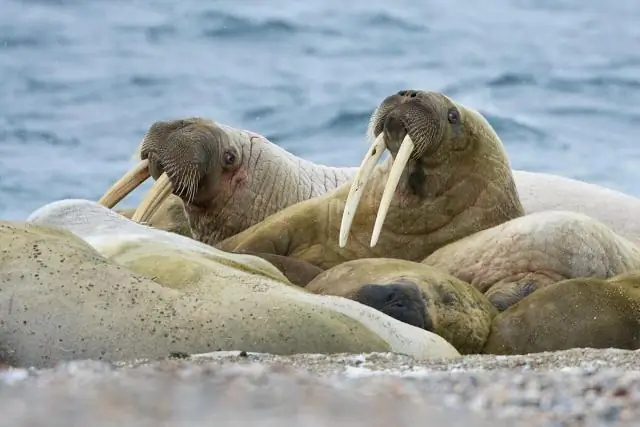 Как следить за глобальным потеплением океана, не нанося вреда китам