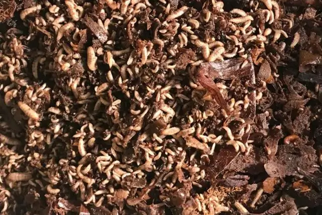 Личинки мух чистят гнездо щурки