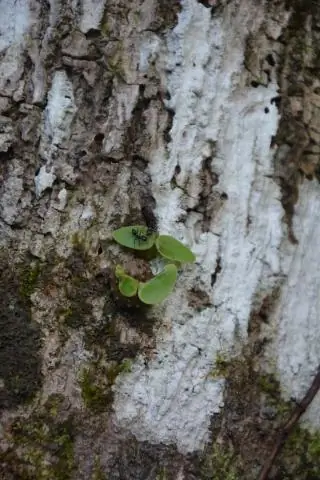 Муравьи и эпифиты: давние отношения