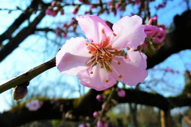 Исследования показывают, что предпочтение отдается нелетальной защите видов