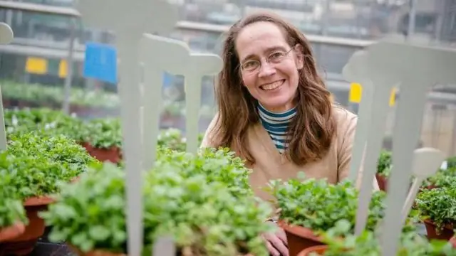 Исследователи изучают старение растений, получают представление об урожайности и многом другом