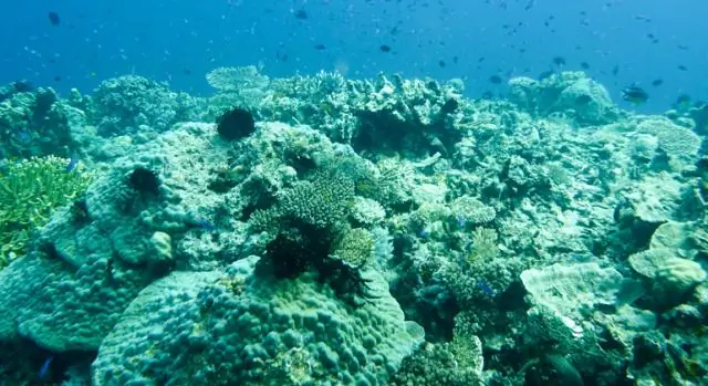 Подкисление океана ускоряет эрозию коралловых рифов: исследователи обнаружили, что повышенная активность червей и других организмов воздействует на коралловые скелеты