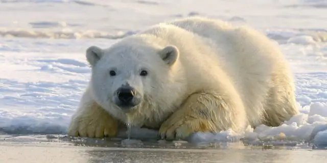 Климат влияет на размножение птиц, показывают исследования
