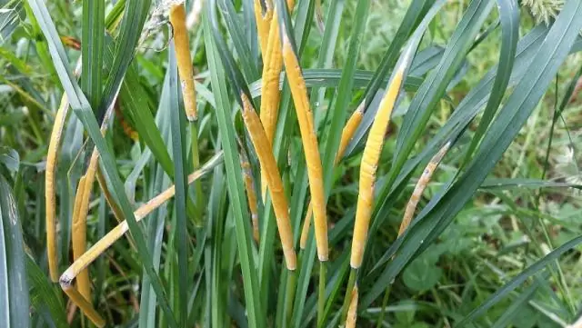 Новые травы нейтрализуют токсичные загрязнения от бомб, взрывчатых веществ и боеприпасов