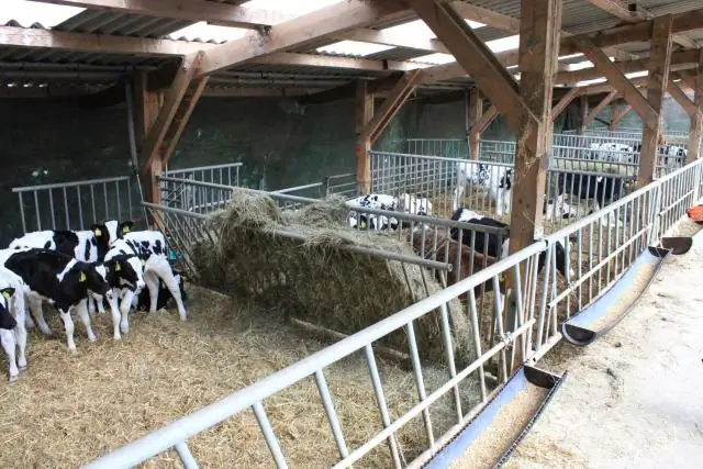 Genomics показывает, что полевой лунь - это два разных вида