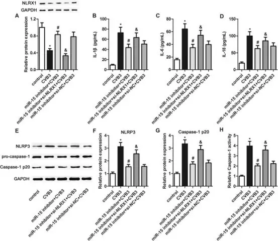 Исследователи помещают мышиные эмбрионы в анабиоз: ингибирование молекулярного пути позволяет мышиным бластоцистам выживать в течение нескольких недель в лаборатории
