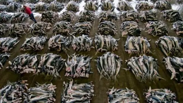 Пропаганда паразитов: исследователи пытаются идентифицировать паразитов пресноводных рыб в Японии