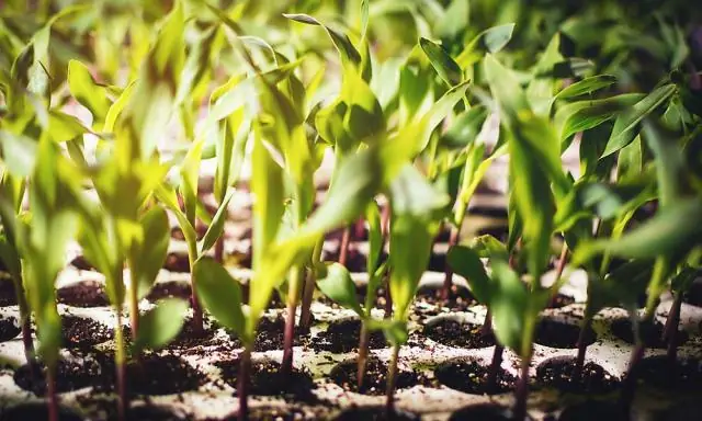 Вы слышите, как растет кукуруза? Да