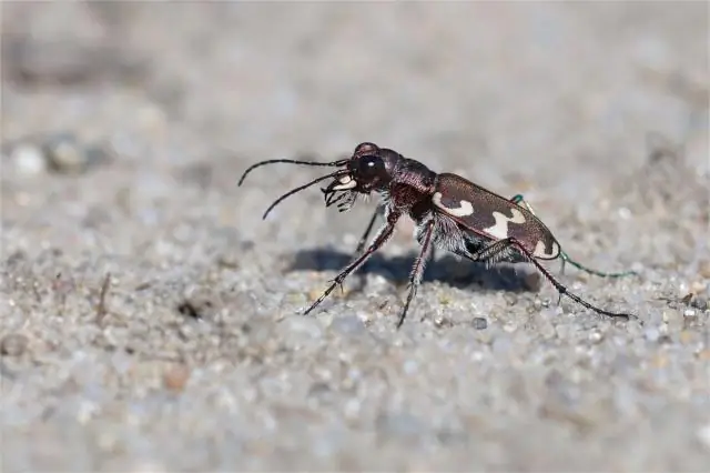 Обнаружен первый антарктический жужелица