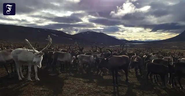 Изменение климата влияет на шведское оленеводство и увеличивает распространение туляремии