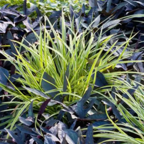 Биоэнергетическая трава выдерживает отрицательные температуры