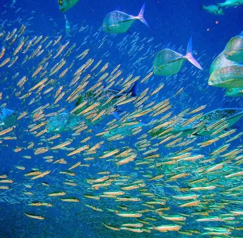 Синхронное плавание: как испуганные косяки рыб эффективно уклоняются от опасности