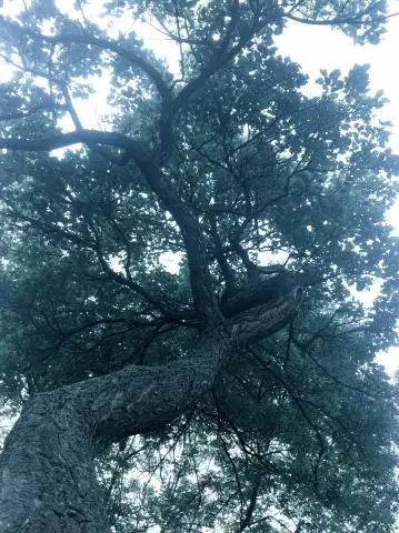 Использование звука, чтобы остановить разрушительных жуков на их следах