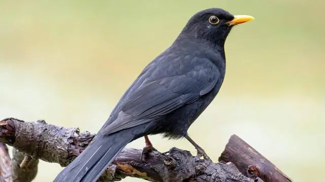 Певчие птицы бьют тревогу из-за дорожного шума