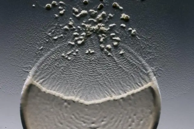 Хищная бактерия, которая убивает для получения биопластика