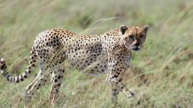 Отслеживание наземных животных