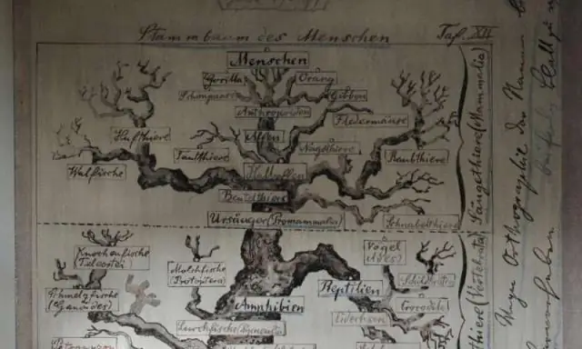 Дерево жизни уходит своими корнями в Йену