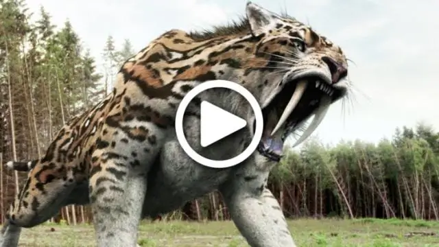 Хищничество с насекомыми-опылителями повлияло на эволюцию орхидейного богомола: исследования бросают вызов традиционным взглядам на эволюцию насекомых