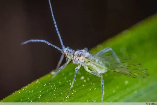«Ссорящиеся» мухи делают эволюционный вывод: биолог показывает, как агрессия среди плодовых мушек меняет социальную среду