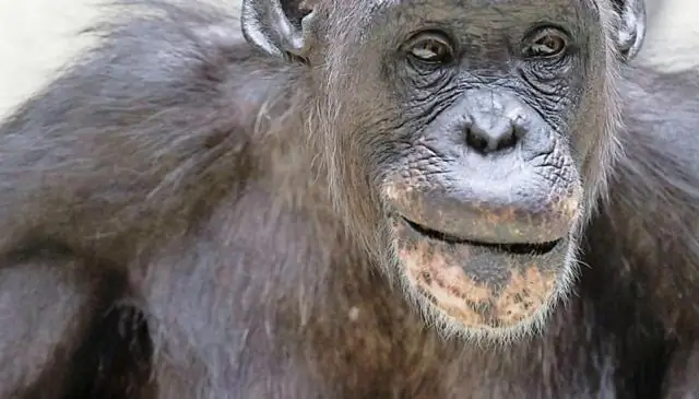 Шимпанзе узнают друг друга сзади