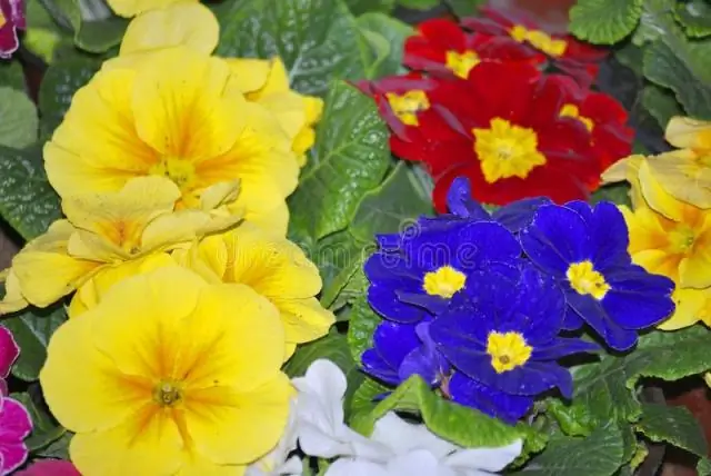 Цветочные формы первоцвета: биологи раскрыли генетический секрет возрастом 51,7 миллиона лет и открыли знаменательную теорию Дарвина