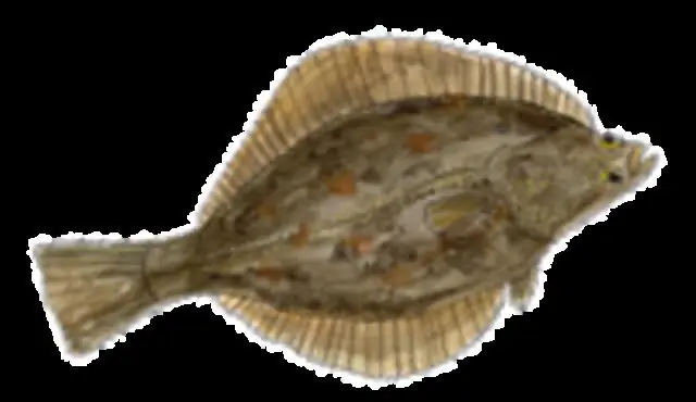 Почему камбала плоская