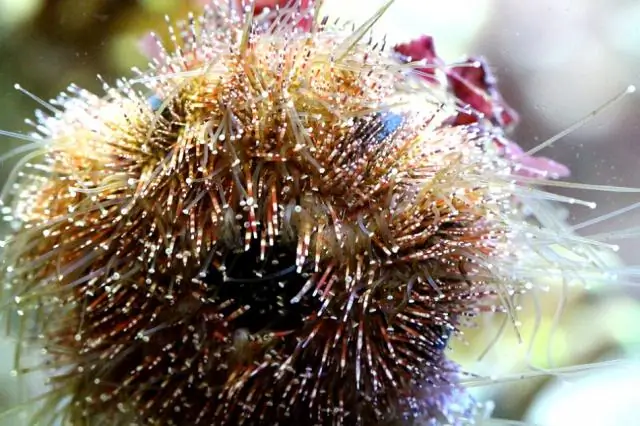 Изготовление шипов из морской воды